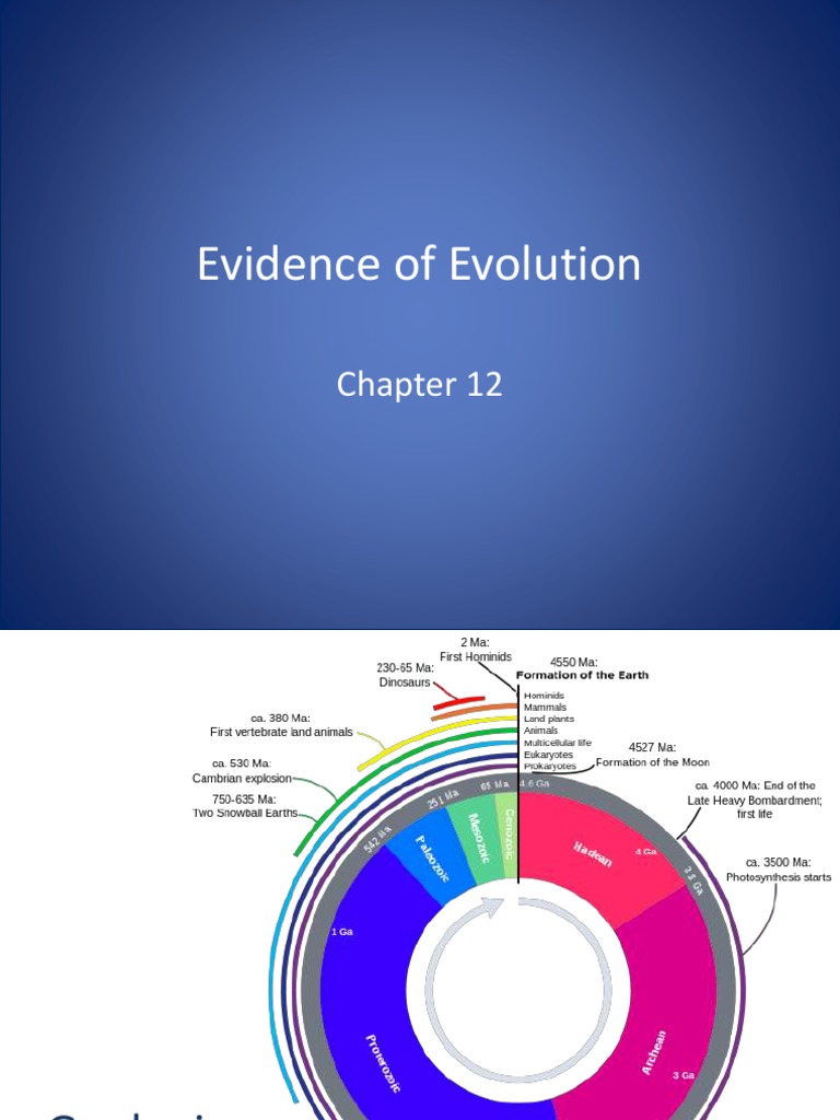 Fossil Evidence for Evolutionary Processes | PDF | Fossil | Organisms