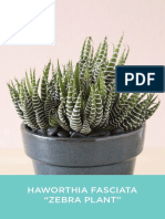 Haworthia Fasciata Zebra Plant