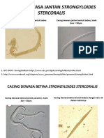 Cacing Dewasa, Larva Dan Telur Strongyloides Stercoralis