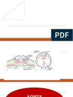 Anatomia Andomen