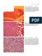 Atlas of Fish Histology