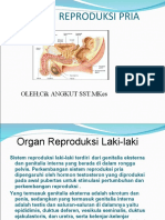 Organ Reproduksi Pria