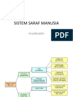 Sistem Saraf Manusia