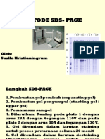 SDS-PAGE: Protein Separation Technique