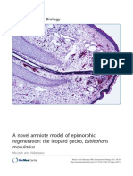 A Novel Amniote Model of Epimorphic Regeneration The Leopard Gecko, Eublepharis Macularius