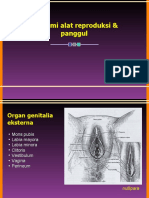Anatomi Alat Reproduksi & Panggul - WDD