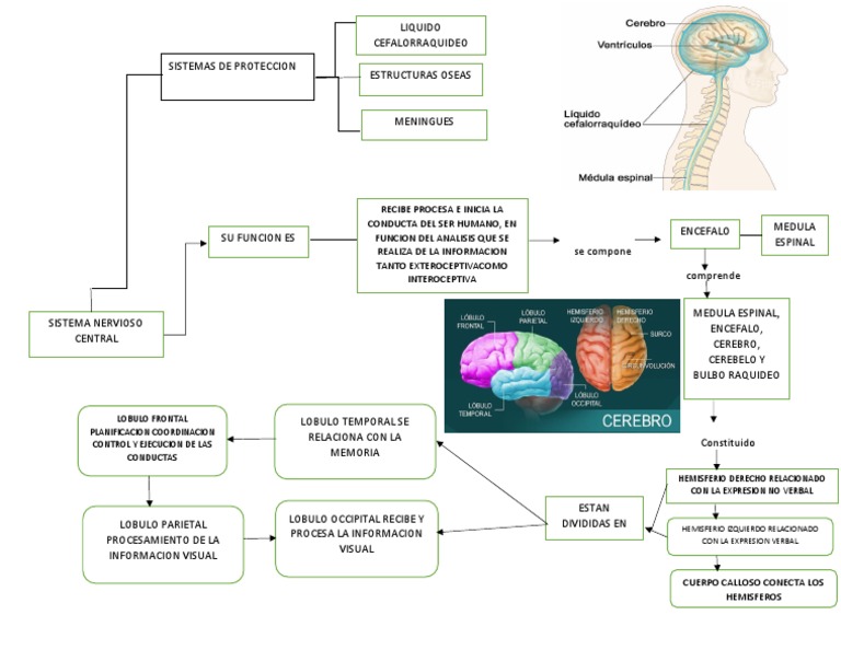 Mapa Mental | PDF | Hemisferio cerebral | Cerebro