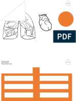 Actividad Ciencias Caja Toraxica 4° Basico