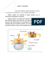 Măduva Spinării