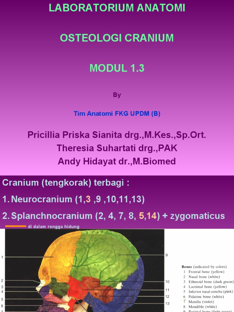 Struktur Dan Fungsi Tulang Kranium Pdf