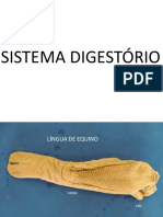 Anatomia Prática Sistema Digestório