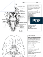 Cranial Nerves Coloring: Name - Date