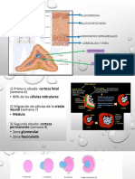 Hipoplasia Suprarrenal Congenita