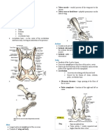 Os Coxae Bones and Pelvic Limb Anatomy