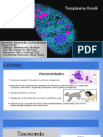 Toxoplasma Gondi