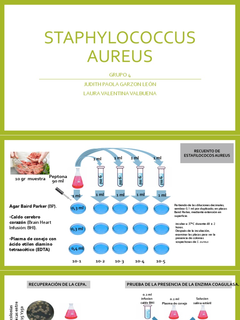 Staphylococcus Aureus | PDF | Staphylococcus Aureus | Las bacterias