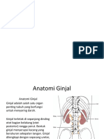 Anatomi Ginjal