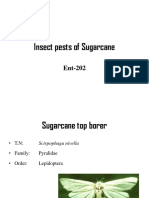 Insect pests of Sugarcane