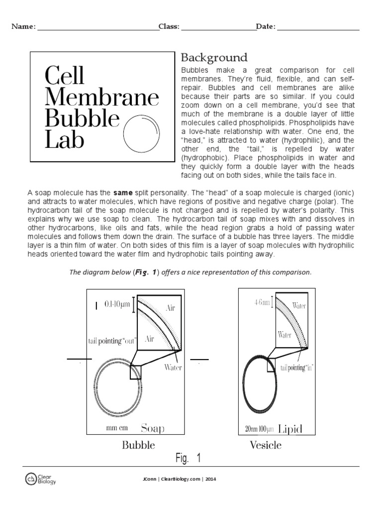 Cell Membrane Bubble Lab PDF Cell Membrane Lipid Bilayer