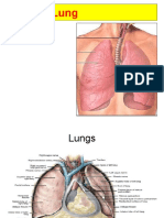 Lung 