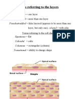 Terms Referring To The Layers