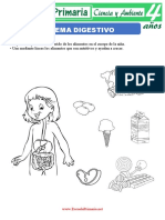 Sistema Digestivo Para Ninos de Cuatro Anos