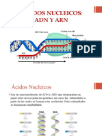 Acidos Nucleicos Final