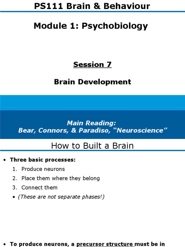 Week4-1 Brain Development | PDF | Nervous System | Synapse
