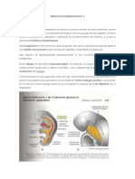 INFORME Sistema Respiratorio