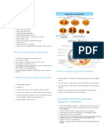 MEDULA Aula 4 (24 - 06)