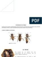 Clasificación y funciones de las abejas en la colmena