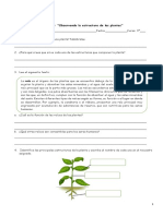 Guía-3º-n°1-Estructuras-de-las-plantas-1