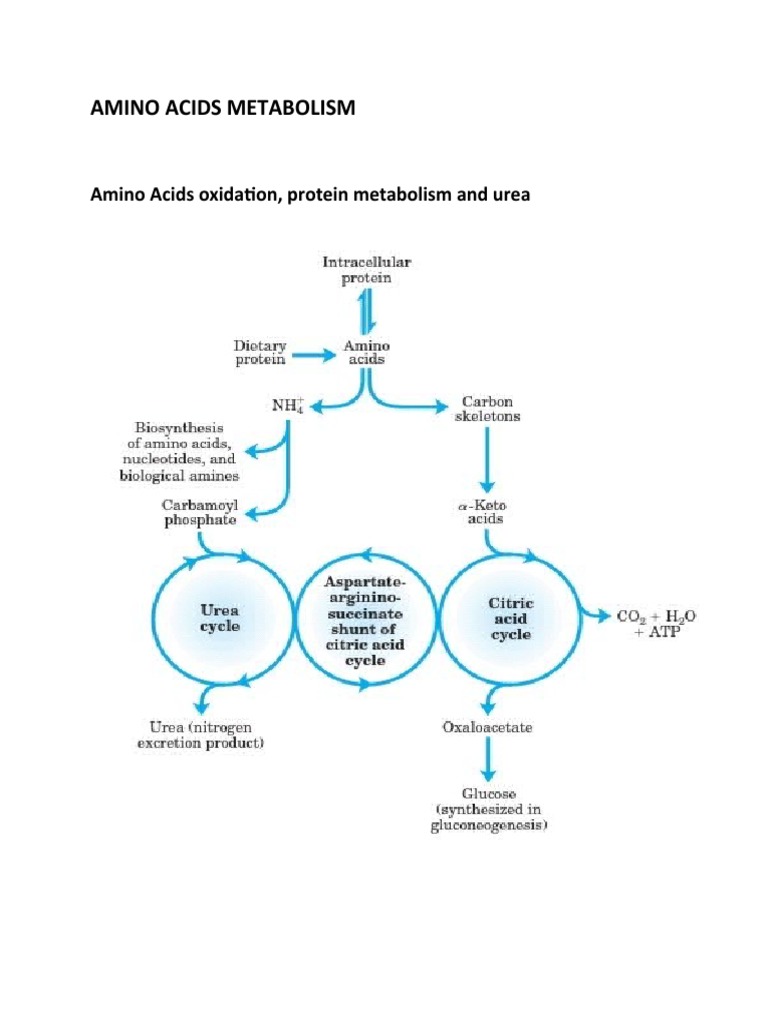 Amino Acids Metabolism Overview | PDF | Alanine | Transaminase