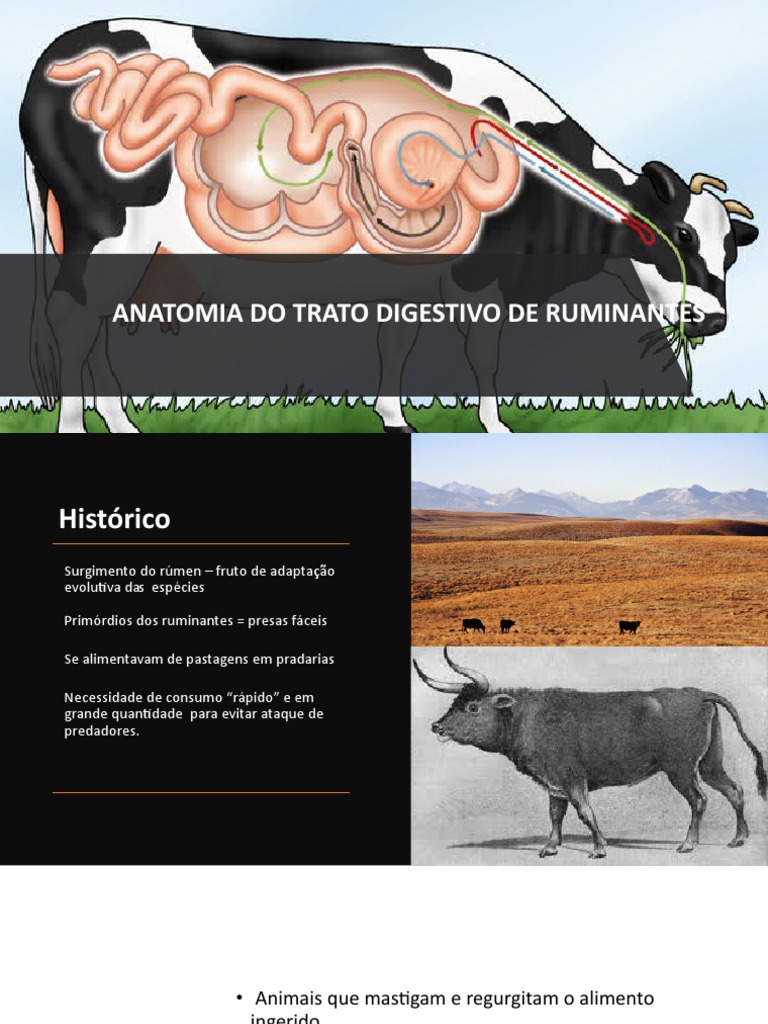 Anatomia do Trato Digestivo dos Ruminantes | PDF | Sistema digestivo ...