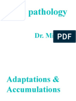 1 - Intra and Extra-Cellular Accumulation Revised