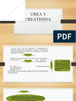 Urea y Creatinina