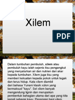 Xilem