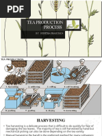 Tea Production Process