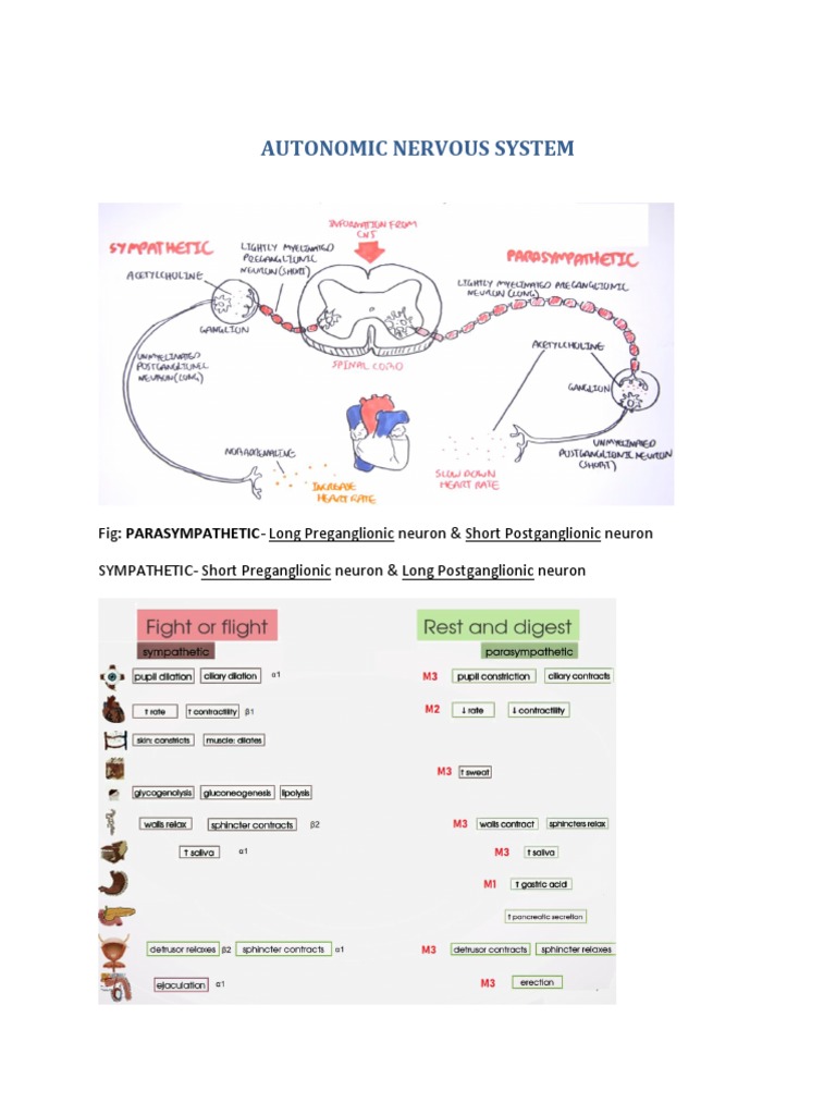 Autonomic Nervous System Overview | PDF | Acetylcholine | Neuromuscular ...