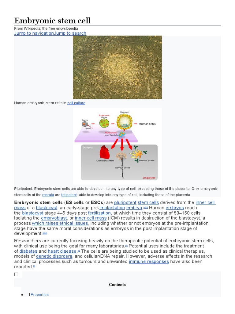 Embryonic Stem Cells Explained | PDF | Embryonic Stem Cell | Stem Cell