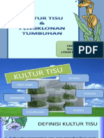 Kultur Tisu