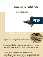 Reproducerea La Vertebrate