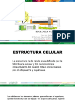 Tutoria 1 Anatomia y Fisiologia