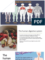 The Human Digestive Systems