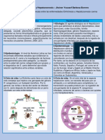 Taller Ehrlichiosis - Hepatozoonosis