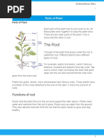 Parts of Plants for Class 4 | PDF | Leaf | Plants