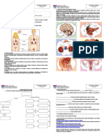 El Sistema Endocrino