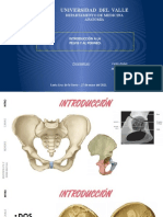 Introducción A La Pelvis y Al Periné