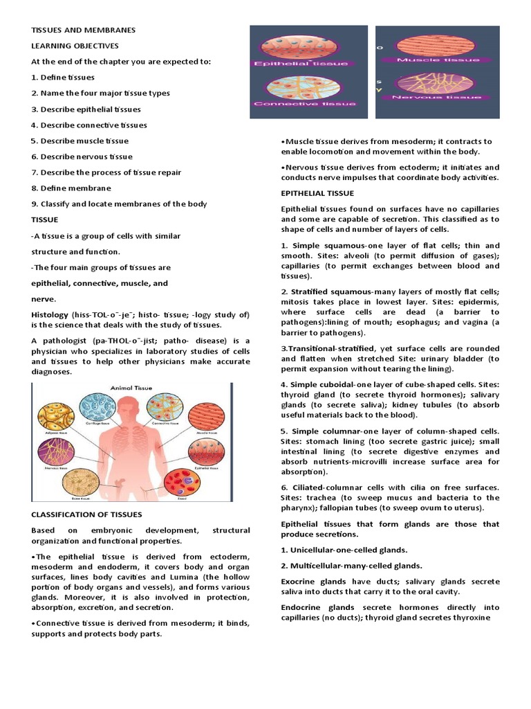 Tissues and Membranes | PDF | Epithelium | Tissue (Biology)