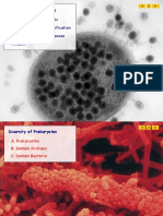 Diversity of Prokaryotes Reproduction and Classification Ecological Roles and Disease Viruses